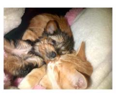 Yorkies (Yorkshire Terriers) For Sale