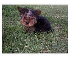 Yorkies (Yorkshire Terriers) For Sale