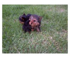 Yorkies (Yorkshire Terriers) For Sale