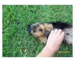 Yorkies (Yorkshire Terriers) For Sale