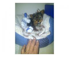 Yorkies (Yorkshire Terriers) For Sale