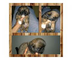 Pekingese pups for sale