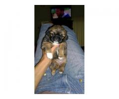 Pekingese pups for sale