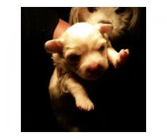 Maltese Poodle (miniature/shortlegged) puppies for sale