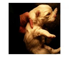 Maltese Poodle (miniature/shortlegged) puppies for sale