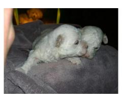 Maltese Poodle (miniature/shortlegged) puppies for sale