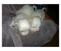 Maltese Poodle (miniature/shortlegged) puppies for sale