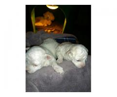 Maltese Poodle (miniature/shortlegged) puppies for sale