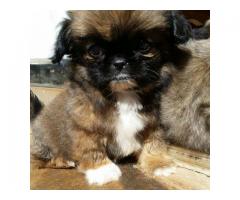 Pekingese pups for sale