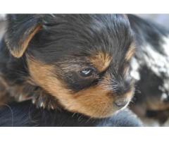 Yorkshire Terrier Puppies