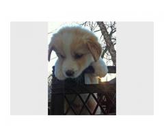 Mixed Preed Puppies | Shepherd and a Golden Retriever
