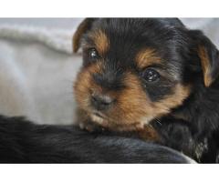 Yorkshire Terrier Puppies