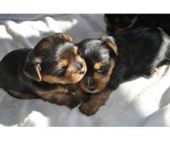 Yorkshire Terrier Puppies