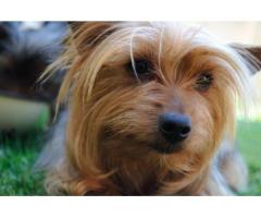 Yorkshire Terrier Puppies