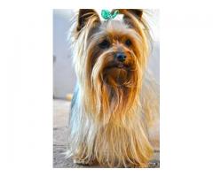 Yorkshire Terrier Puppies