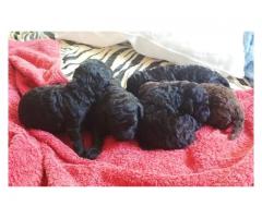 Toy Poodles puppies for sale (KUSA registered)