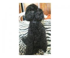 Toy Poodles puppies for sale (KUSA registered)