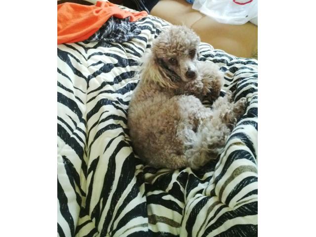 Toy Poodles puppies for sale KUSA registered PUPPIES FOR SALE