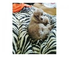 Toy Poodles puppies for sale (KUSA registered)