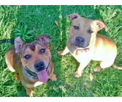 Beautiful Staffie Pups for sale.