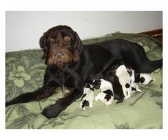 Bohemian Wirehaired Pointing Griffon puppies for sale