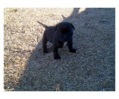 Pure breed Staffy puppy for sale