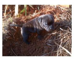 Pure breed Staffy puppy for sale
