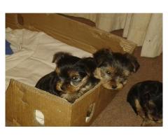 Yorkie puppies for sale