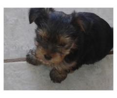 Yorkie puppies for sale