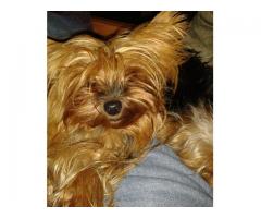 Yorkie puppies for sale