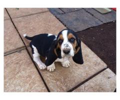 Basset Hound puppies for sale (Tri Coloured)