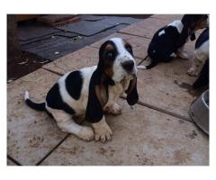 Basset Hound puppies for sale (Tri Coloured)