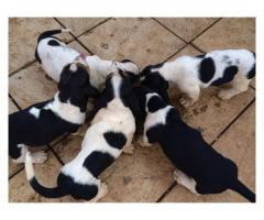 Basset Hound puppies for sale (Tri Coloured)