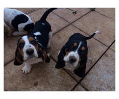 Basset Hound puppies for sale (Tri Coloured)