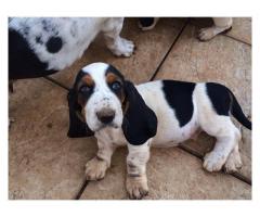 Basset Hound puppies for sale (Tri Coloured)