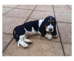 Basset Hound puppies for sale (Tri Coloured)