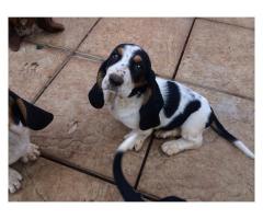 Basset Hound puppies for sale (Tri Coloured)