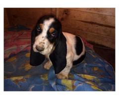 Basset Hound puppies for sale (Tri Coloured)