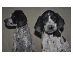 German Shorthaired Pointer puppies for sale