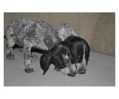 German Shorthaired Pointer puppies for sale