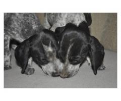 German Shorthaired Pointer puppies for sale