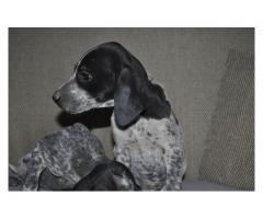 German Shorthaired Pointer puppies for sale