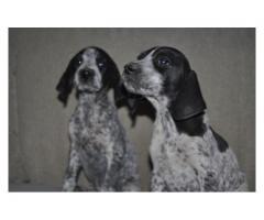 German Shorthaired Pointer puppies for sale