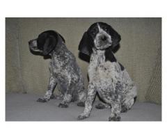 German Shorthaired Pointer puppies for sale