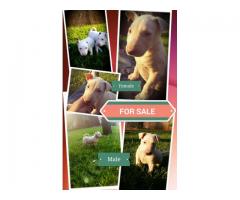 Pure Bred Bull Terrier Puppies for sale