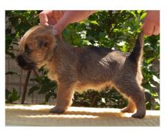 Cairn Terrier puppies for sale