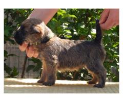 Cairn Terrier puppies for sale