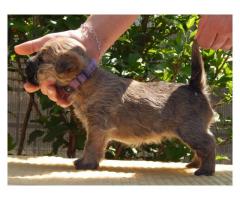 Cairn Terrier puppies for sale