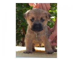 Cairn Terrier puppies for sale