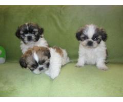 Shih Tzu pupies- male